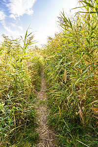 在 Reeds 的路径中木头池塘宽叶叶子小路植物甘蔗场景湿地反射图片