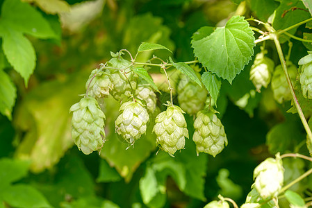 Humulus 露露花花 也称跳楼狼疮植物学酒花食物香气阳光绿色酿造爬行者啤酒背景图片