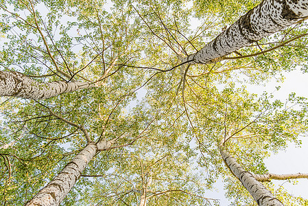 Birche的顶端木头黄色晴天森林植物公园天空树干阳光绿色图片