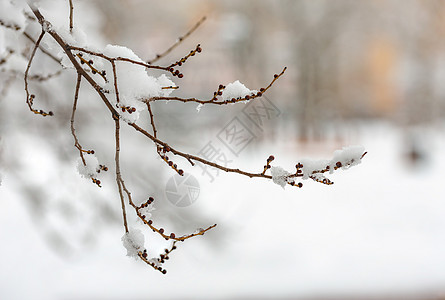 冬季下雪的 Elm 树枝生活榆树荒野降雪阴影公园森林树木季节雪花图片