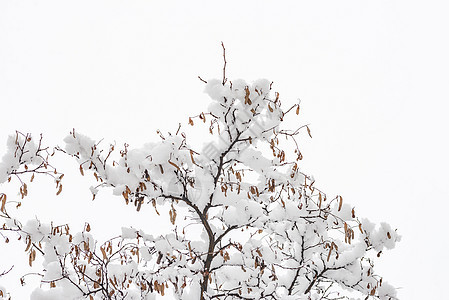 阿卡西亚树枝 冬天下雪图片