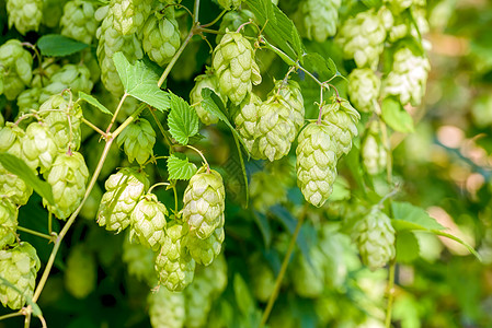 Humulus 露露花花 也称跳楼味道酒花狼疮森林阳光啤酒厂酒精锥体香气绿色图片