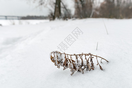 白雪中的干燥植物季节冻结白色叶子图片