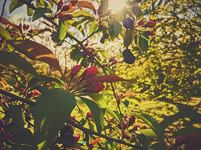 春天日落时树上红莓衬套树木植物天空花朵树篱森林植物群叶子横幅图片