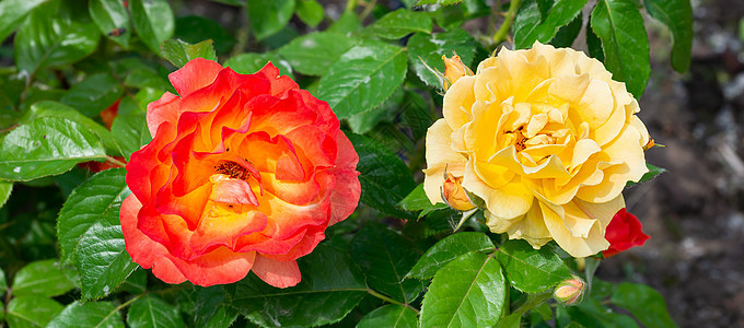 橙色和黄色玫瑰在花园里 在柔软的春日下图片