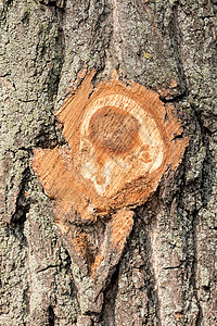 在树上切断分支植物修剪木头树干垂耳背景图片