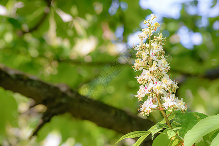 白马栗花植物学晴天植物叶子板栗宏观绿色蓝色白色季节图片