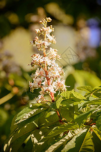 白马栗花蓝色白色板栗季节绿色晴天植物学植物叶子宏观背景图片