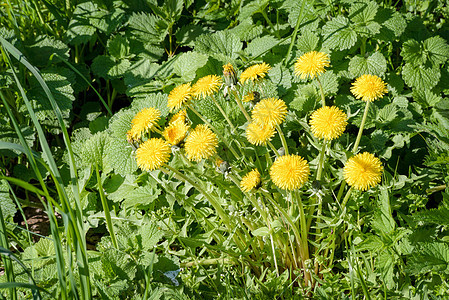 黄色但delion 花薄荷植物群香脂植物季节宏观场地阳光草地绿色图片