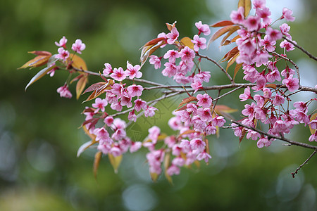 粉红色花美丽的开花高清图片