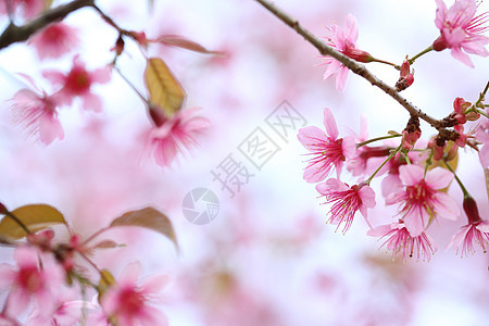 樱花花 粉红色的樱花季节植物群花瓣植物蓝色叶子花园墙纸文化天空图片
