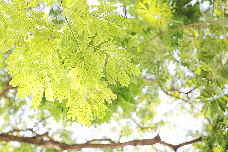 绿叶树背景静脉植物群叶子生长环境生活宏观植物框架花园图片