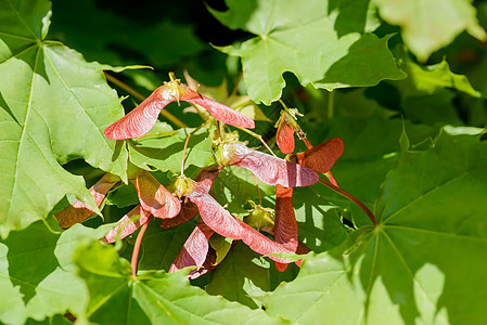 Acer 环球撒马拉季节性叶子枫树瘦果旋转植物环状物直升机翅膀种子图片