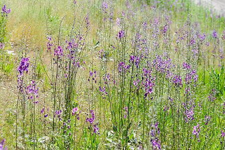 Meadow的野花荒野草地妖妇场地妖精紫植物草本植物紫色绿色图片