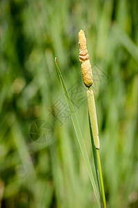 年轻Reed的 小里德快编细节棕色香蒲绿色湿地狼牙棒宽叶植物阔叶生活芦苇图片