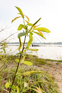 靠近河边的柳树叶子植物群枝条垂柳柳絮季节生长透明度逆光背光图片