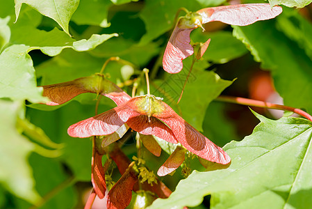 Acer 环球撒马拉枫树绿色季节性红色翅膀旋转瘦果季节直升机水果图片