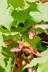 Acer 环球撒马拉绿色植物瘦果枫树红色季节植物群季节性环状物翅膀图片