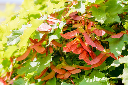 Acer 环球撒马拉季节红色旋转水果叶子季节性绿色瘦果植物群种子图片