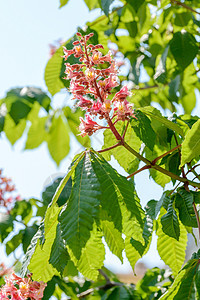 或红马桃花绿色红色粉色板栗叶子公园白色植物学植物群季节性背景图片