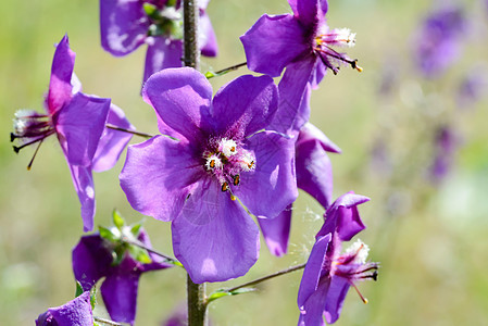 维巴斯昆皮尼基姆的近距离场地紫色荒野草本植物绿色白色妖妇草本妖精紫淡紫色图片