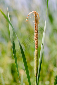 年轻Reed的 小里德快编细节植物宽叶棕色场景芦苇池塘绿色狼牙棒湿地阔叶图片