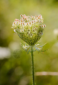 杜克斯卡罗塔花花序蕾丝植物女王叶子野花种子鸟巢植物群宏观图片