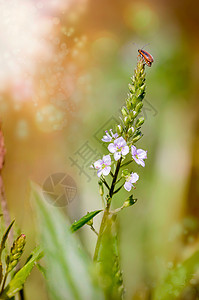 水速花朵上的紫色罗斯斯特利夫甲虫花瓣荒野植物群季节场地宏观野花水井水生植物生活图片