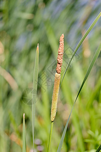 年轻Reed的 小里德快编细节香蒲棕色芦苇叶子湿地绿色植物池塘阔叶生活图片