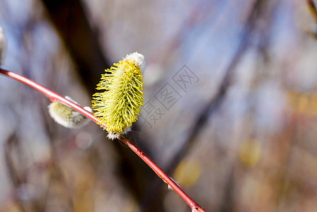 雄柳花花季节公园植物学季节性植物宏观花粉柳絮生长花序图片