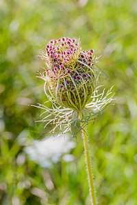 杜克斯卡罗塔花女王植物群花序宏观荒野叶子种子植物鸟巢蕾丝图片