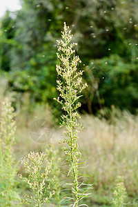 工厂马草绿色植物荒野灯盏花杂草草本马尾植物群草本植物图片