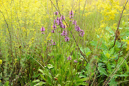 植物花卉塔奇斯植物学紫色花园草本植物药品主教花朵植物群木头麦汁图片