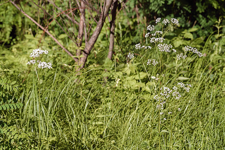 太阳下阴阳下的瓦列里亚娜花序农村植物学草本植物绿色国家药品医疗草地植物群图片