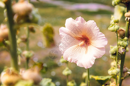 粉红宏观绿色蜀葵叶子植物群白色蔷薇花园红色植物图片