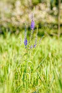 长植物淡紫色野花蓝色植物学草本植物绿色场地单叶草本图片