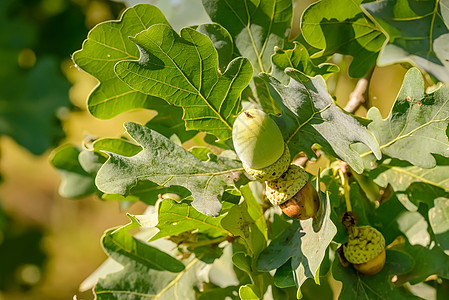 角的宏坚果树叶叶子绿色木头森林种子枝条植物学季节图片