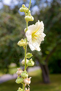 白阿尔谢亚罗莎红色植物群蔷薇蜀葵植物叶子绿色花瓣白色宏观图片