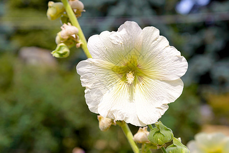 白阿尔谢亚罗莎红色蔷薇叶子花瓣植物蜀葵花园绿色宏观粉色图片