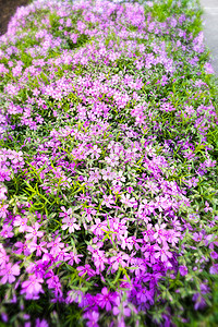 粉色 Gypsophila双子植物宏观生长公园植物群满天星紫色阳光花园图片