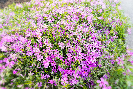 粉色 Gypsophila紫色满天星植物群绿色花园宏观核心公园阳光双子图片