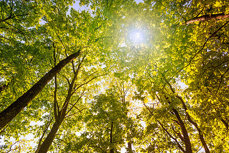 森林和天空与太阳公园橡树树木树叶阴影树干黄色晴天木头射线图片