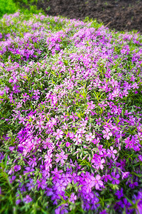 粉色 Gypsophila双子生长宏观绿色植物群核心植物满天星阳光紫色图片