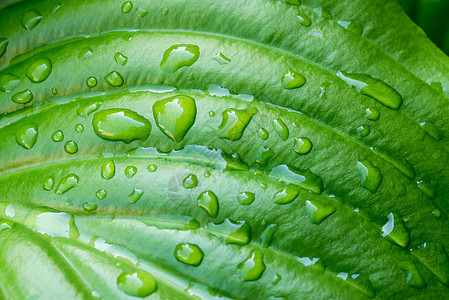 带有雨滴的Hosta 叶子活力宏观玉簪单子被子植物群冬科液体树叶花园图片