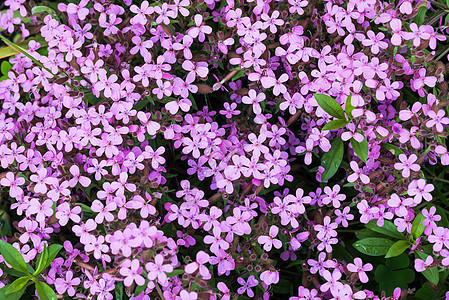 吉普赛语Name公园紫色植物群花园粉色满天星绿色软垫双子核心图片