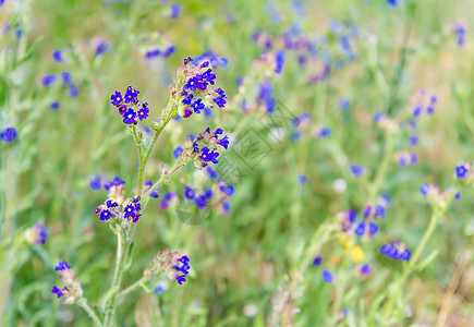 草地上花朵的香露莎魔法季节场景公园野花荒野蓝色植物场地绿色图片