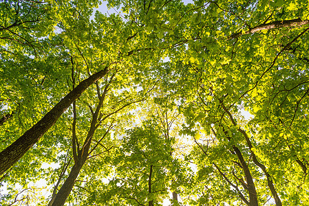 森林和天空绿色木头橡树植物树干阳光公园叶子阴影黄色图片