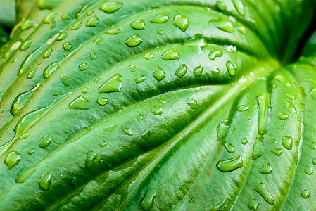 带有雨滴的Hosta 叶子活力冬科被子热带花园玉簪环境液体宏观绿色图片