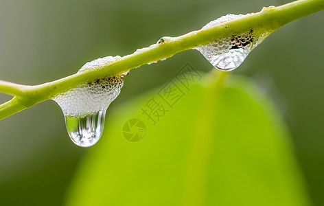 雾泡泡沫植物液体臭虫水滴漏洞蛙跳反射草本植物雨滴生长图片