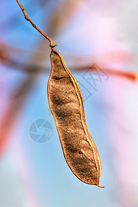 阿卡西亚·波德(Acacia Pod)图片